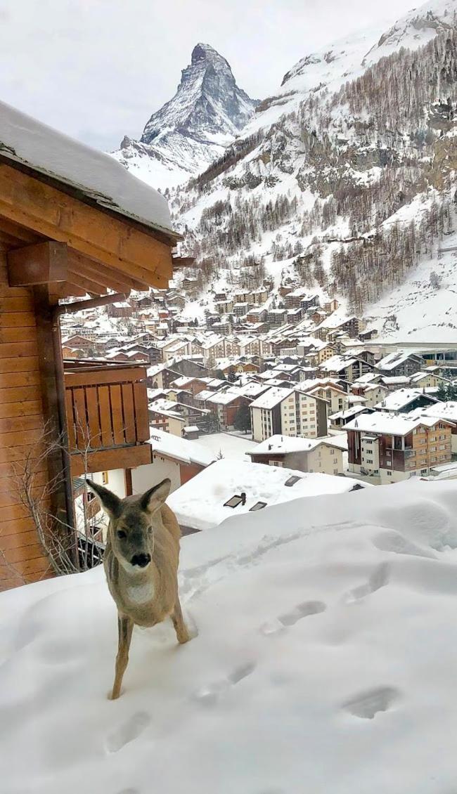 Apartment Lindi- Inspiring Place With View Over Zermatt Exterior photo